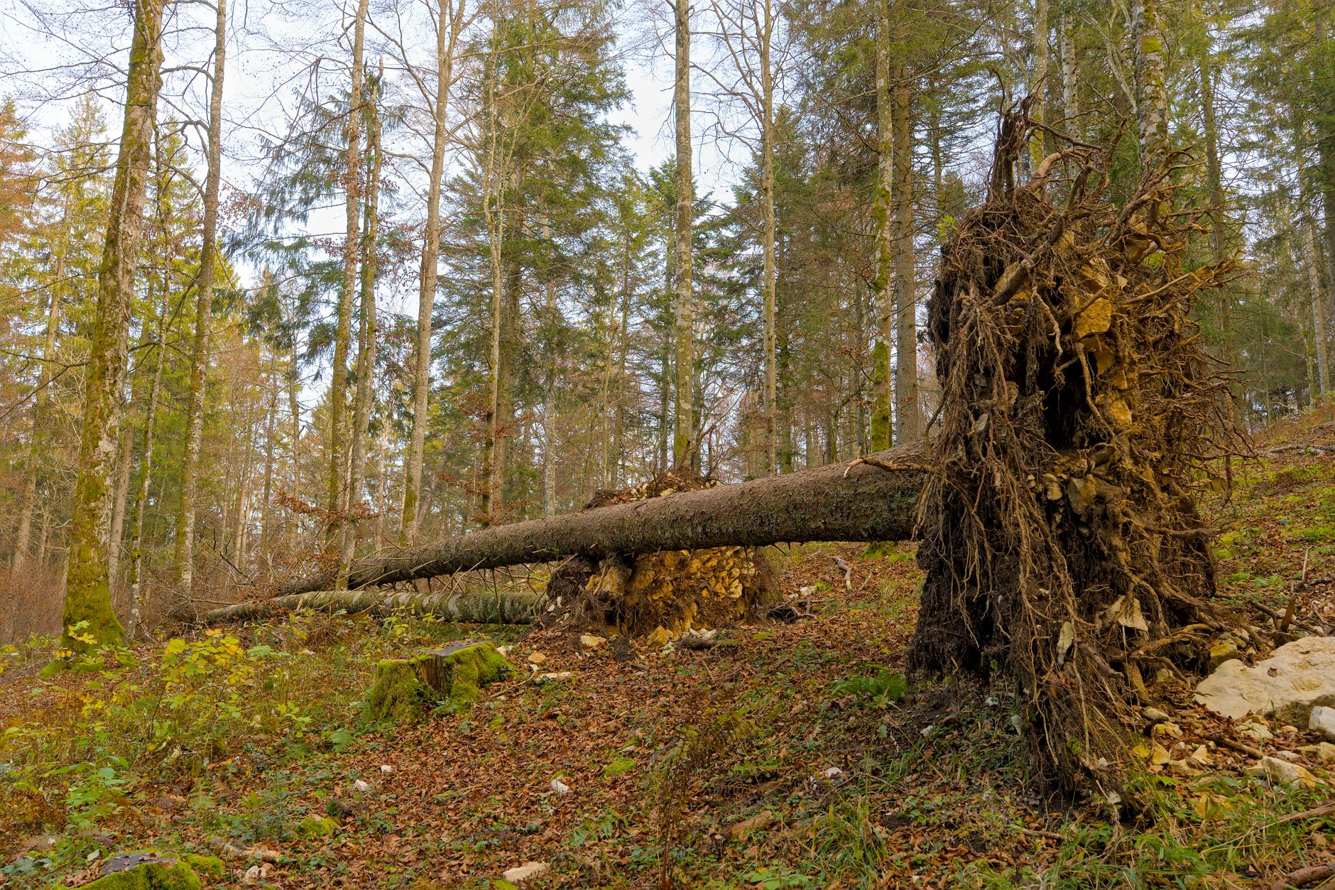 Enlèvement arbre urgence à Sarcelles